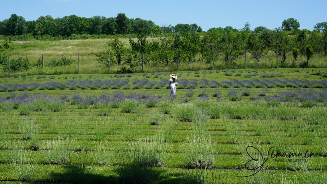 All You Need to know about Orchard View Lavender Farm